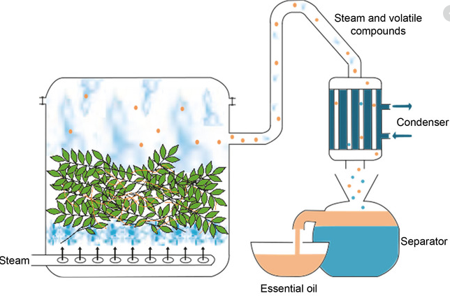Steam distillation process involved in perfume making
